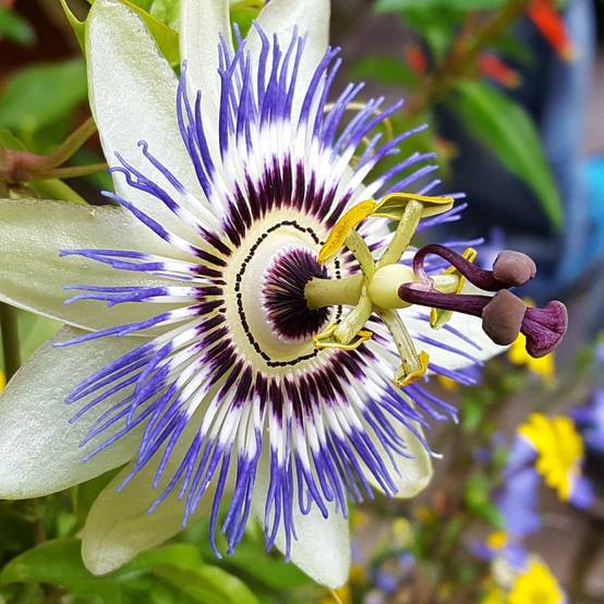 Passiflore caerulea - Image 3