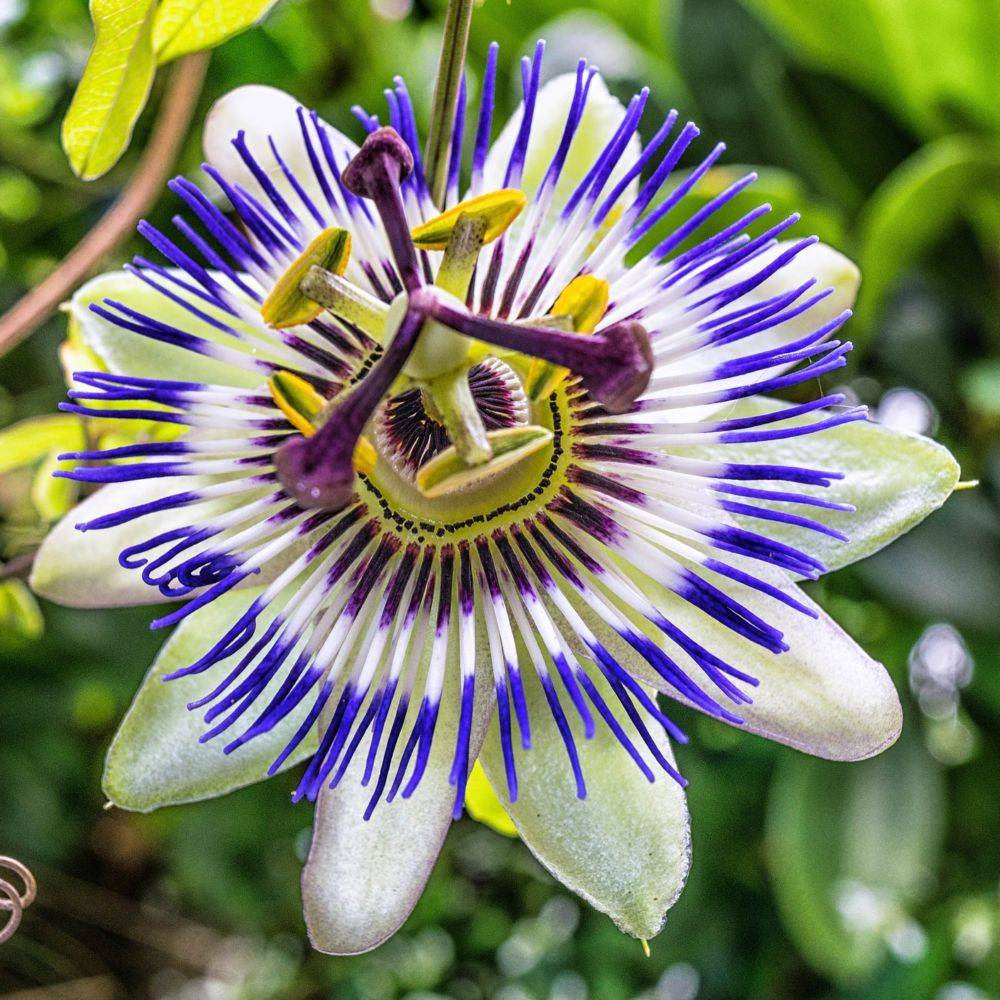 Passiflore caerulea - Image 4