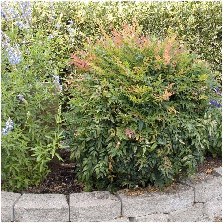 Bambou sacré - Nandina Gulf Stream - Image 3