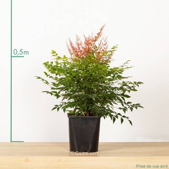 Bambou sacré - Nandina Gulf Stream - Image 4