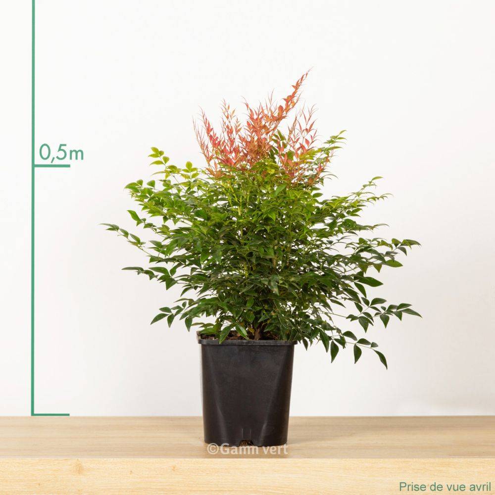 Bambou sacré - Nandina Gulf Stream - Image 4