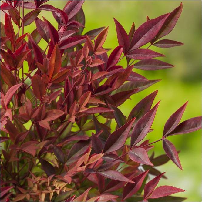 Bambou sacré - Nandina Gulf Stream - Image 2