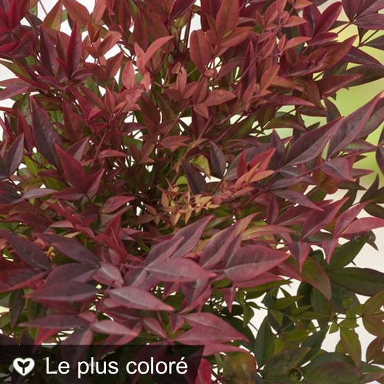 Bambou sacré - Nandina Gulf Stream - Image 1