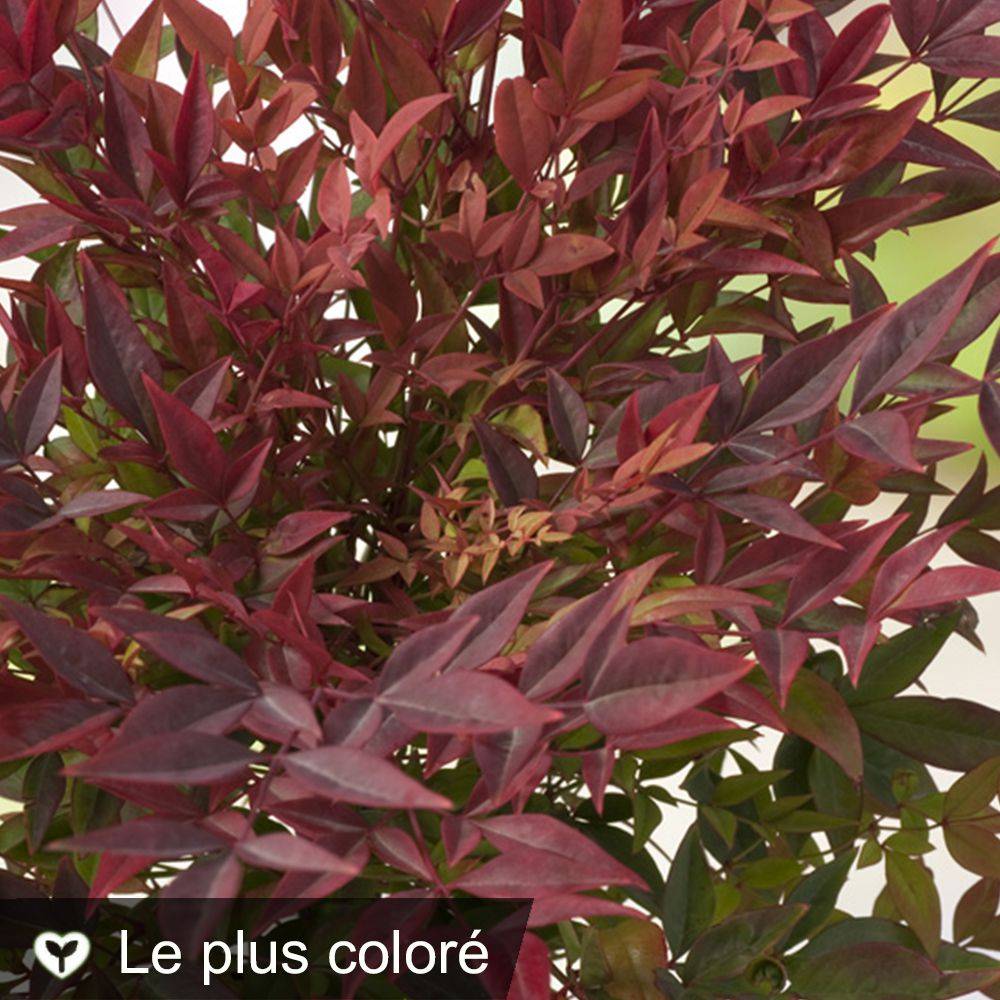 Bambou sacré - Nandina Gulf Stream - Image 1