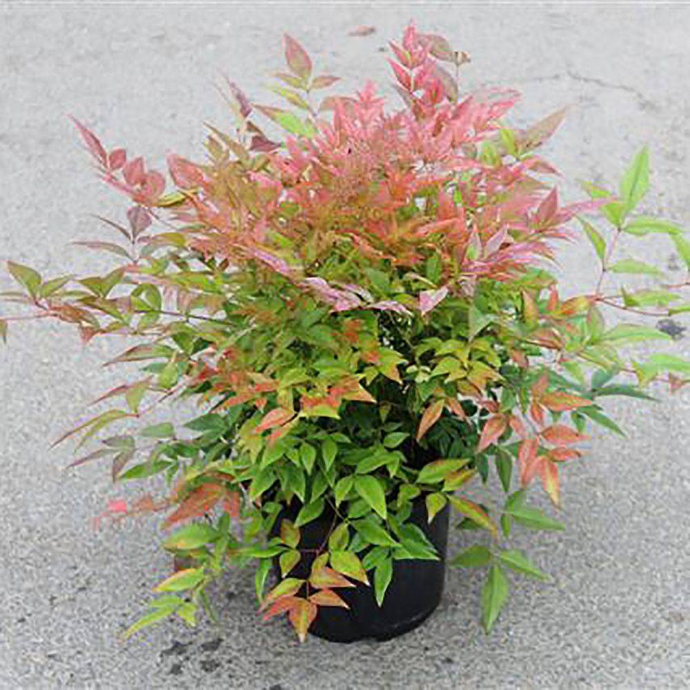 Bambou sacré - Nandina Gulf Stream - Image 6