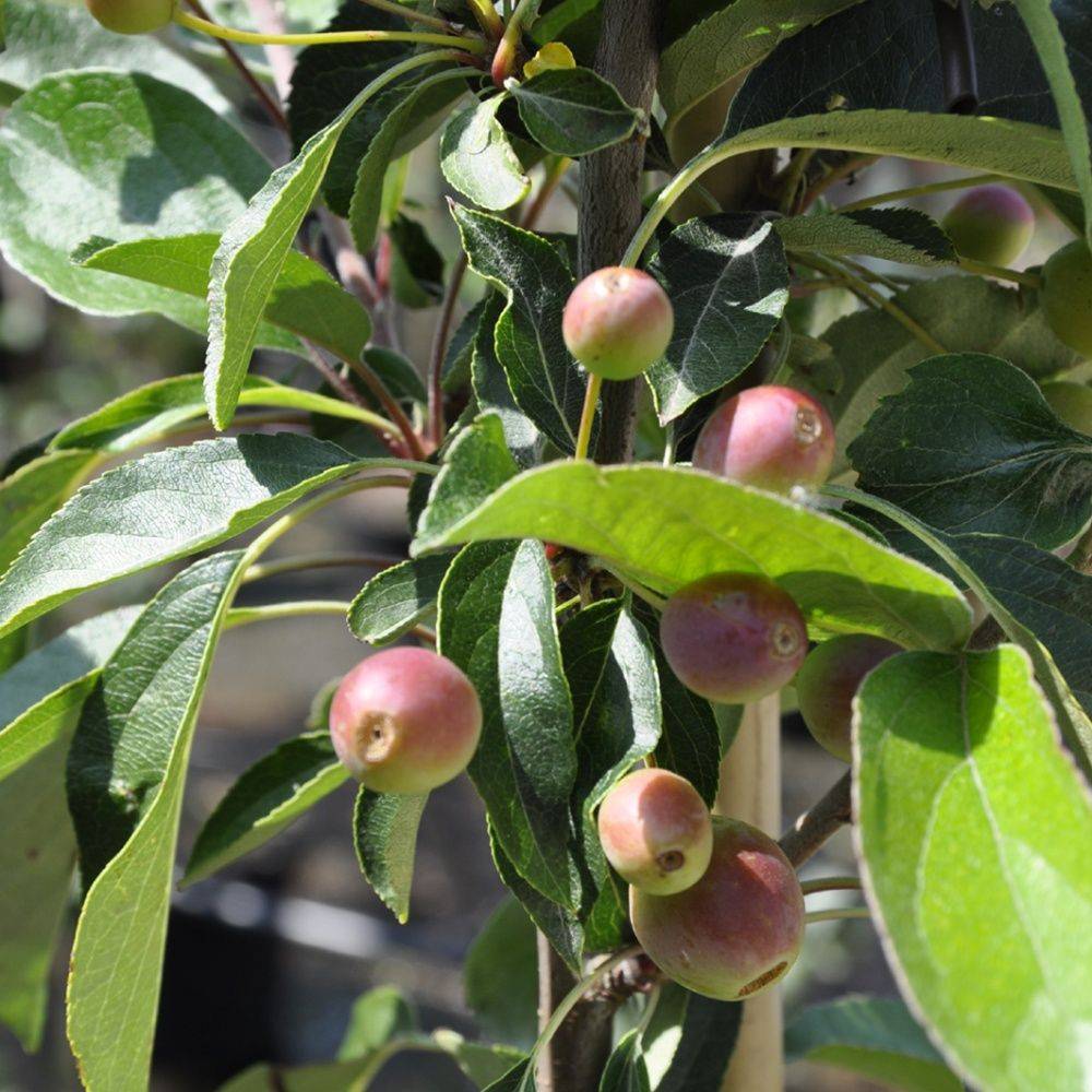 Pommier d'ornement 'Adirondack'