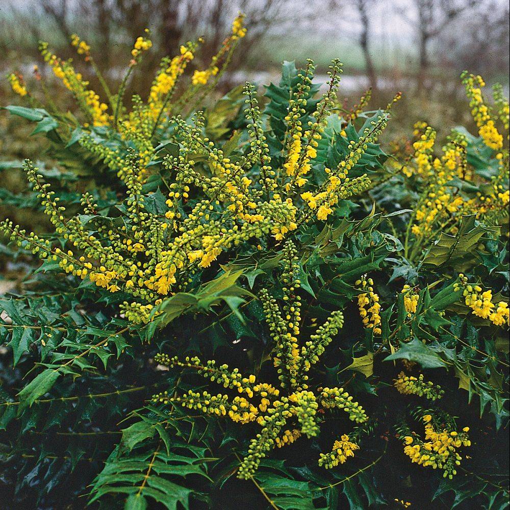 Mahonia du Japon 'Winter Sun' - Image 4