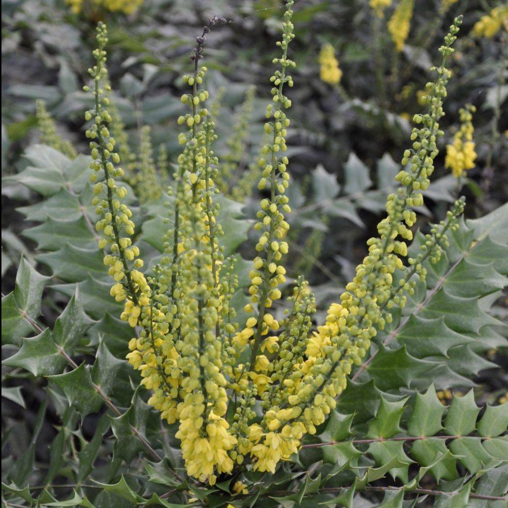Mahonia du Japon 'Winter Sun'