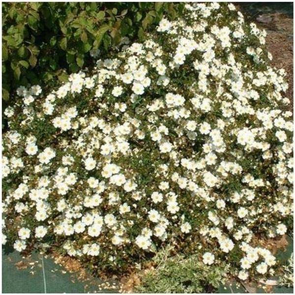Mimosa de Bailey pourpre (de bouture) - Image 2