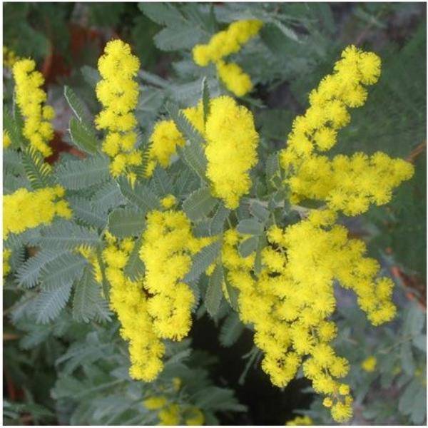 Mimosa de Bailey pourpre (de bouture)