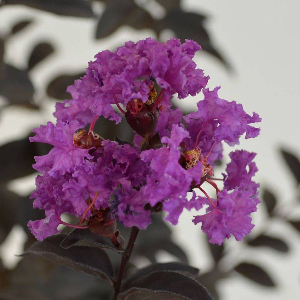 Lilas des Indes Black Solitaire® Purely Purple - Image 1