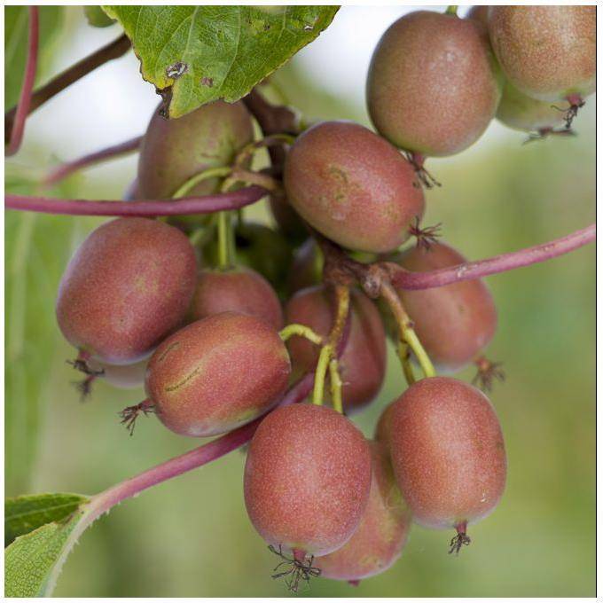 Kiwaï femelle 'Red Jumbo'