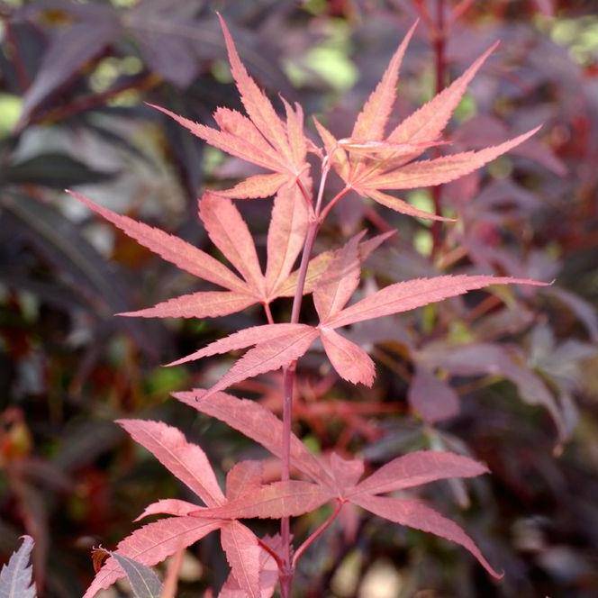Erable du Japon 'Skeeters Broom' - Image 3