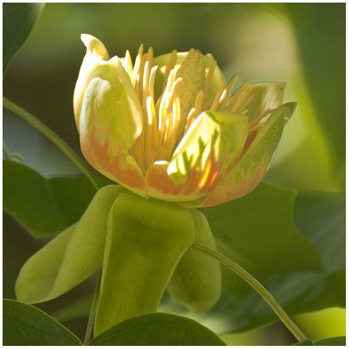 Liriodendron tulipifera - Tulipier de Virginie - Image 2
