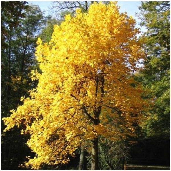 Liriodendron tulipifera - Tulipier de Virginie - Image 4