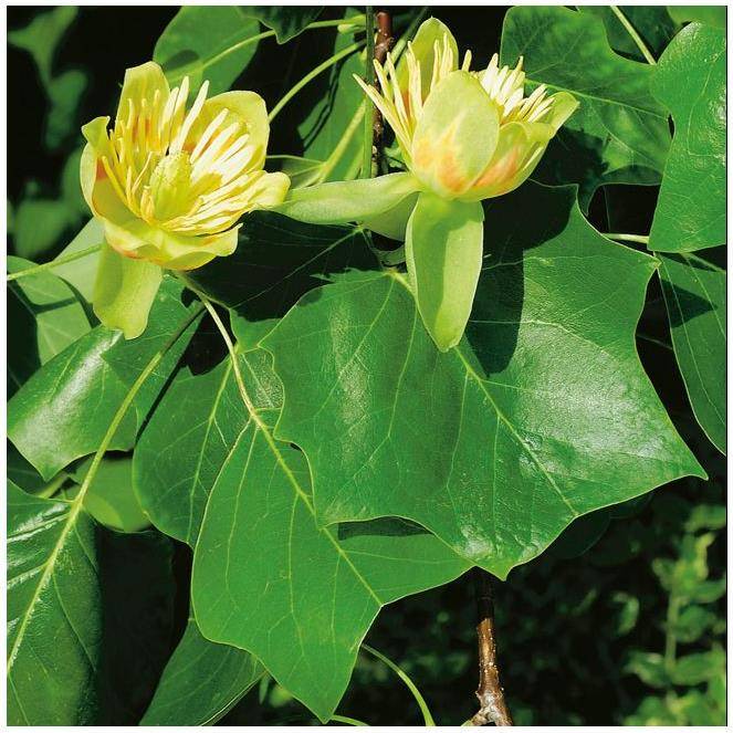 Liriodendron tulipifera - Tulipier de Virginie - Image 3