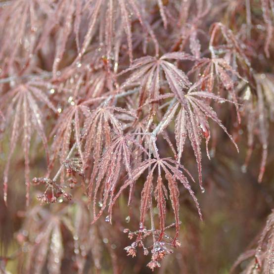 Erable du Japon 'Dissectum Garnet' - Image 1