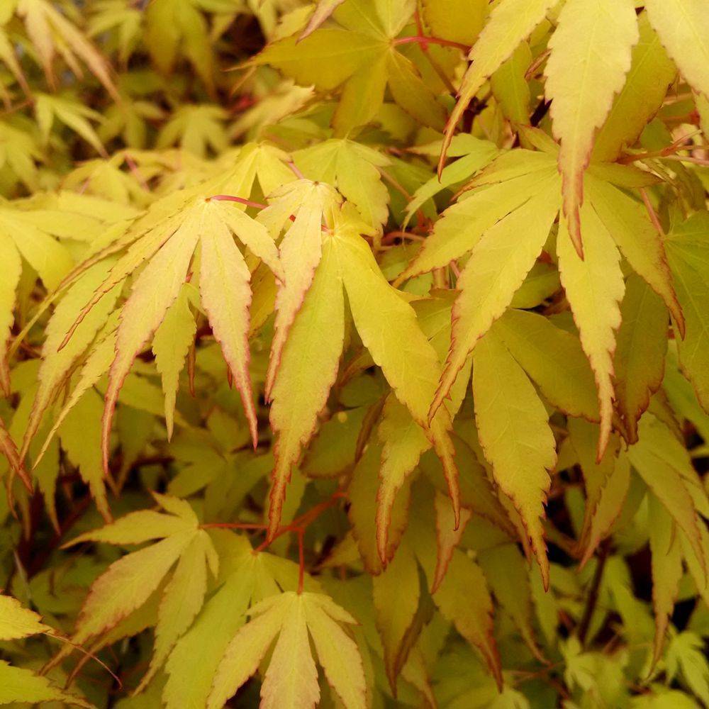 Erable du Japon 'Katsura'