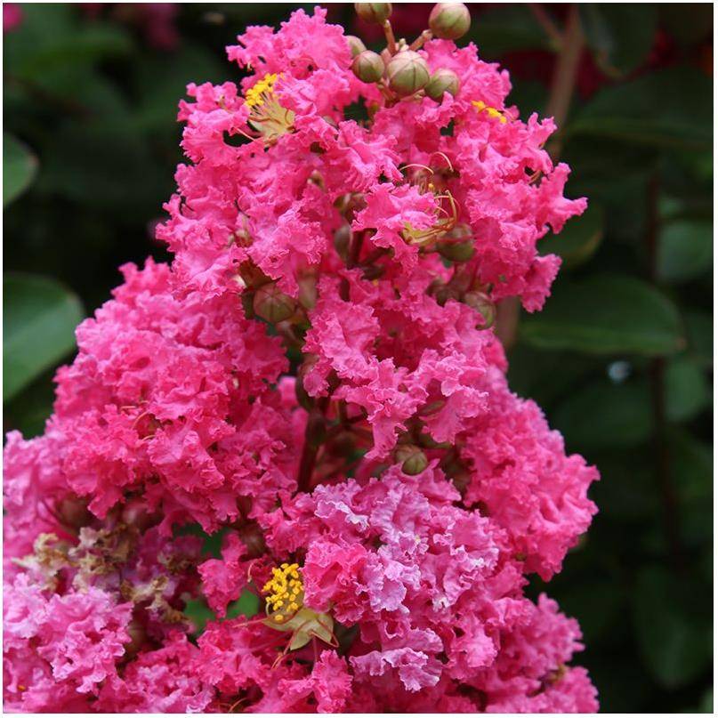 Lagerstroemia 'Périgord Pourpre®' - Image 4