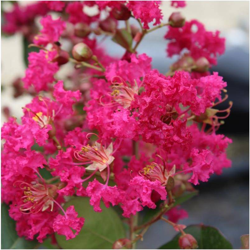 Lagerstroemia 'Périgord Pourpre®'