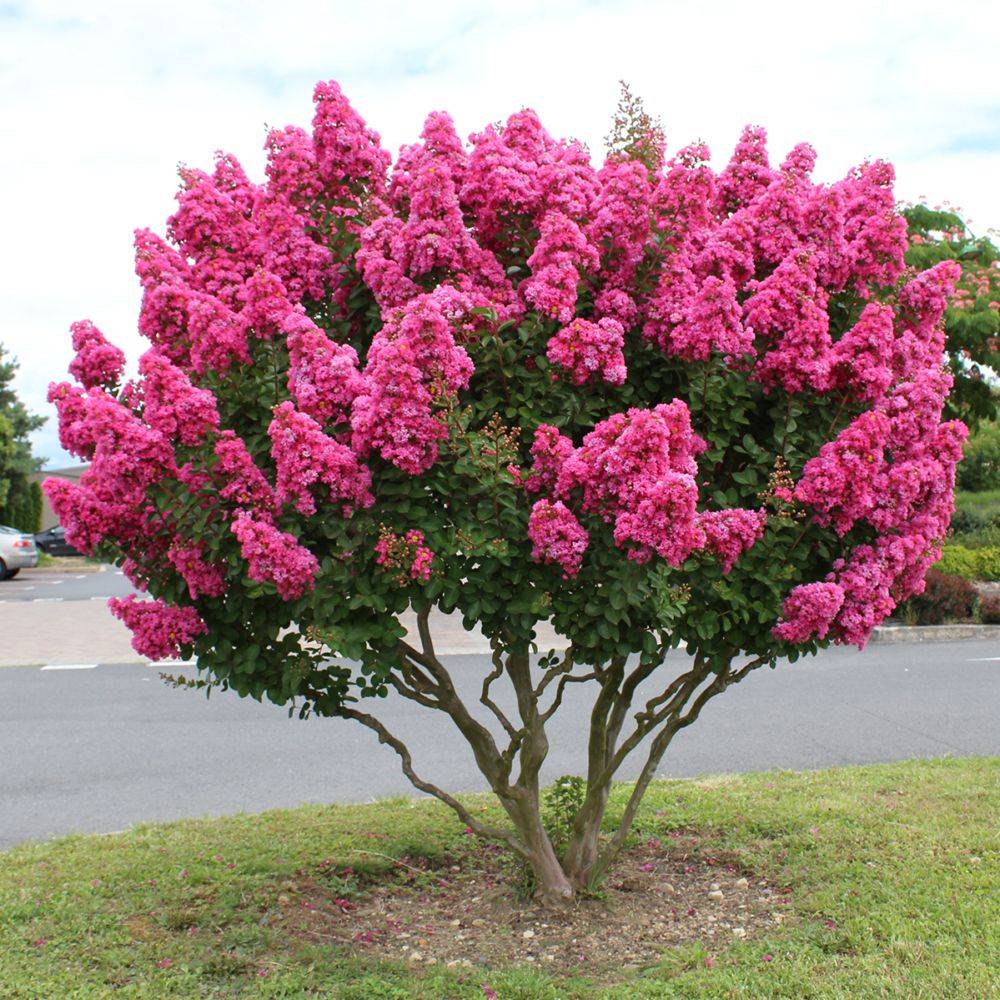 Lagerstroemia 'Périgord Pourpre®' - Image 5