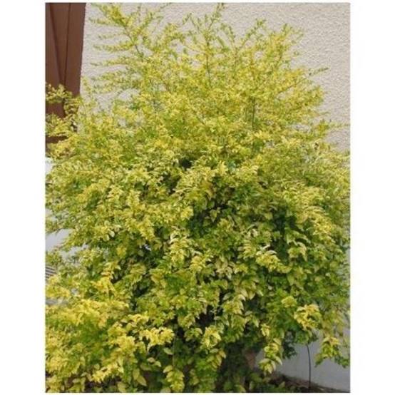 Troène 'Lemon &Lime'® - Image 2