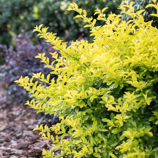 Troène 'Lemon &Lime'® - Image 1