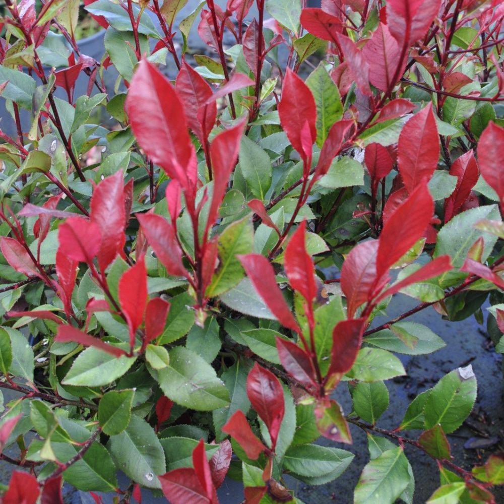 Photinia nain Little Red Robin