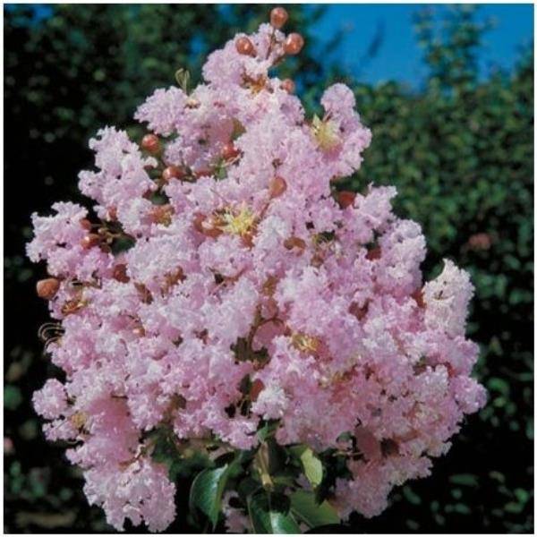 Lilas des Indes Soir d'Eté® - Image 2