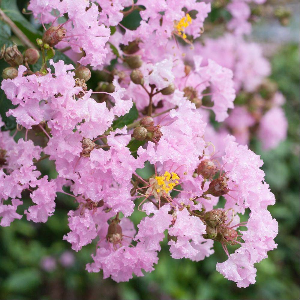 Lilas des Indes Soir d'Eté® - Image 1