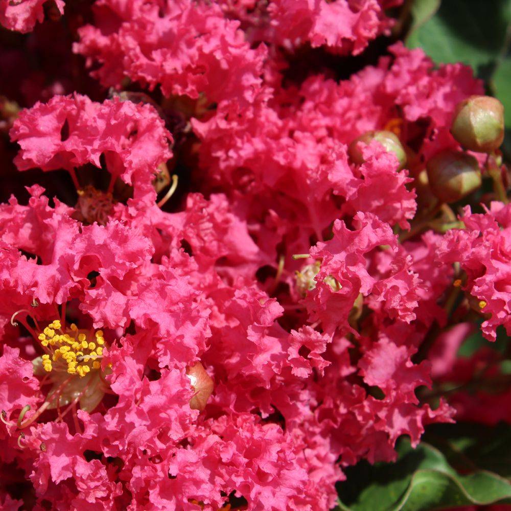 Lilas des Indes Grand Cru® - Image 2
