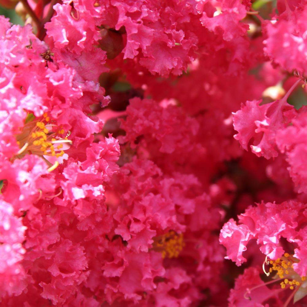 Lilas des Indes Grand Cru® - Image 5