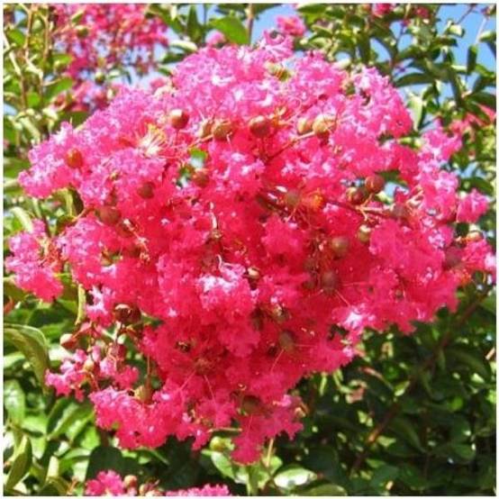 Lilas des Indes Grand Cru® - Image 4