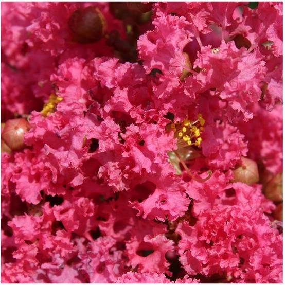 Lilas des Indes Grand Cru® - Image 1