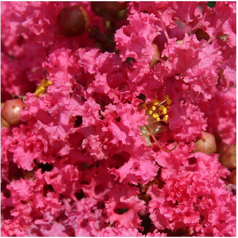 Lilas des Indes Grand Cru® - Image 1