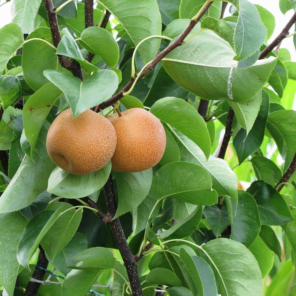 Naschi Chojuro - Poire asiatique