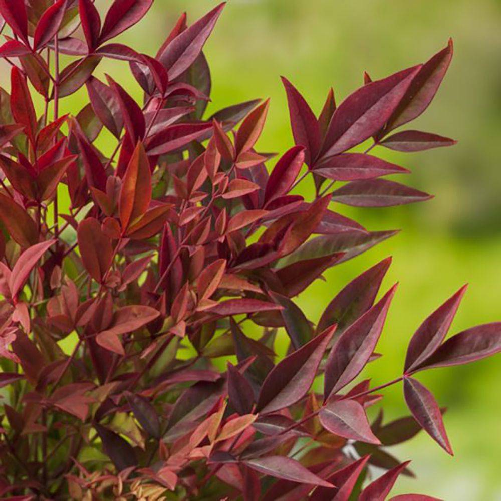 Bambou sacré - Nandina Gulf Stream