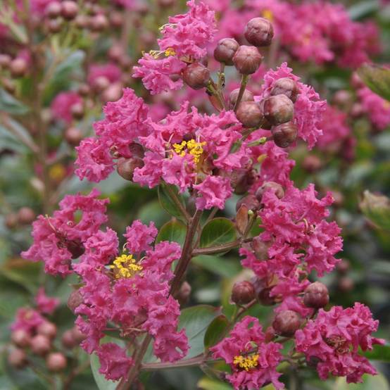 Lilas des Indes Braise d'été