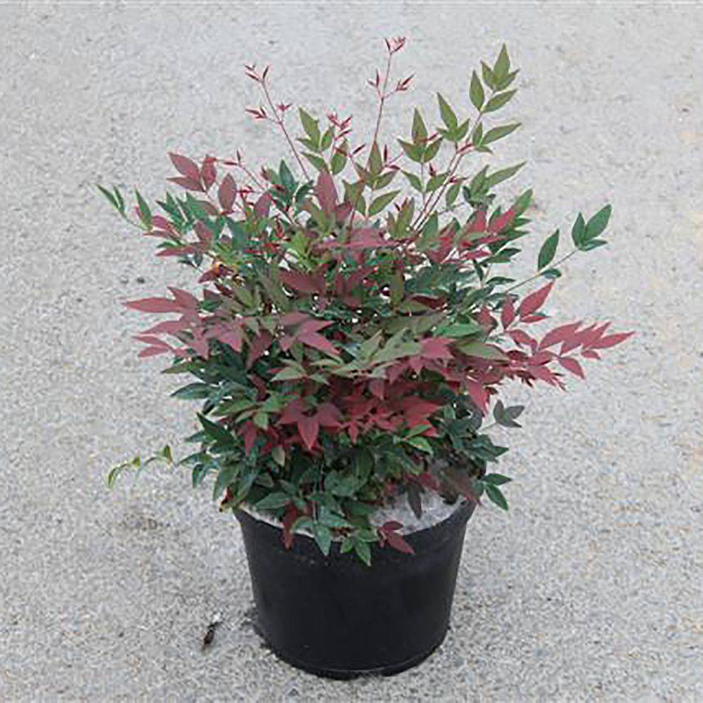 Bambou sacré - Nandina Obsession Seika - Image 4