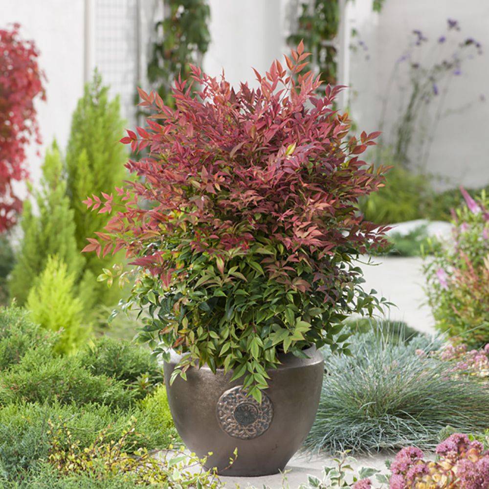 Bambou sacré - Nandina Obsession Seika - Image 3