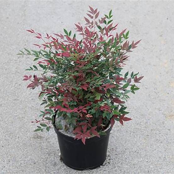 Bambou sacré - Nandina Obsession Seika - Image 5