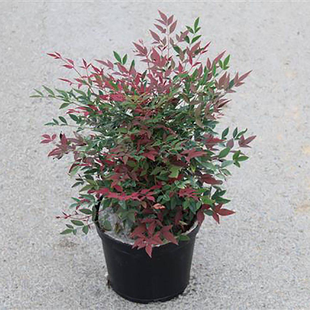 Bambou sacré - Nandina Obsession Seika - Image 5