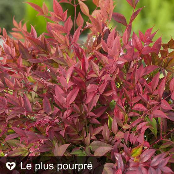 Bambou sacré - Nandina Obsession Seika - Image 1