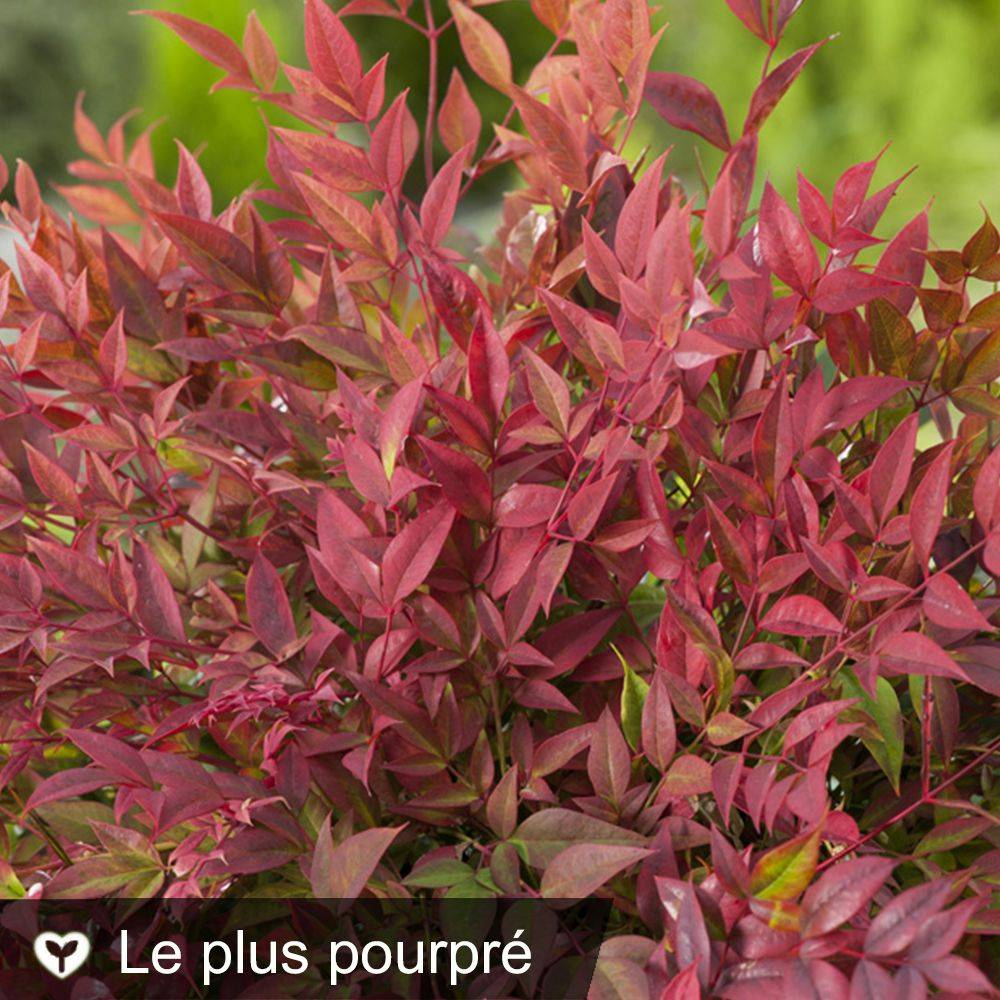 Bambou sacré - Nandina Obsession Seika - Image 1
