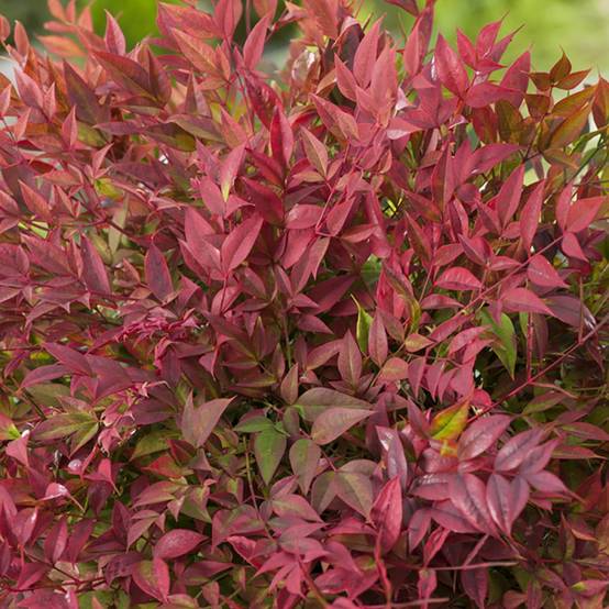 Bambou sacré - Nandina Obsession Seika - Image 2