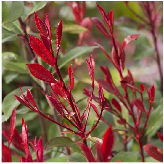 Photinia Carré rouge - Image 1