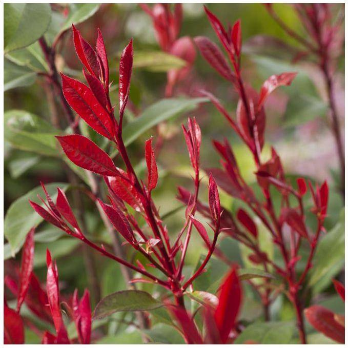 Photinia Carré rouge - Image 1
