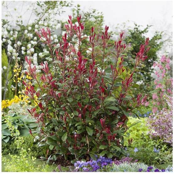Photinia Carré rouge - Image 4