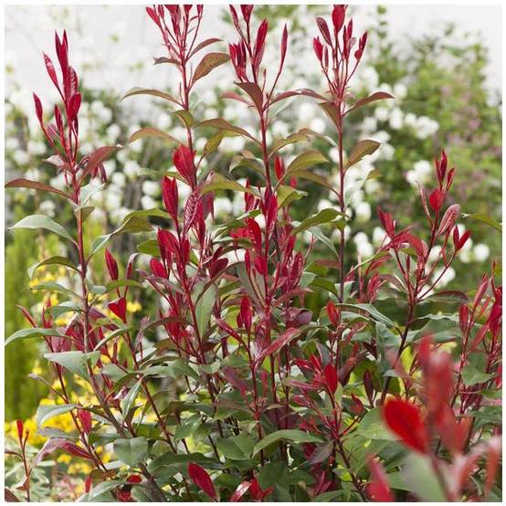 Photinia Carré rouge - Image 3