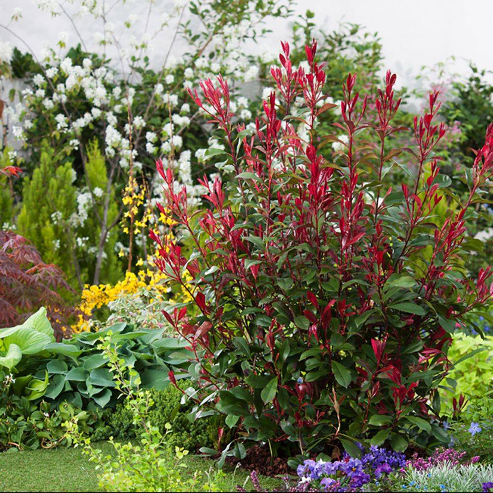 Photinia Carré Rouge - Image 3